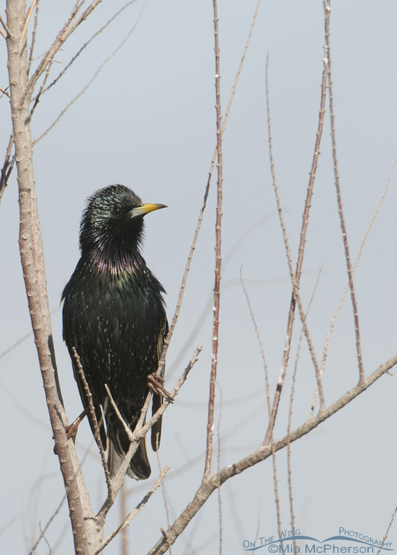 An alert European Starling, Lee Kay Ponds, Salt Lake County, Utah