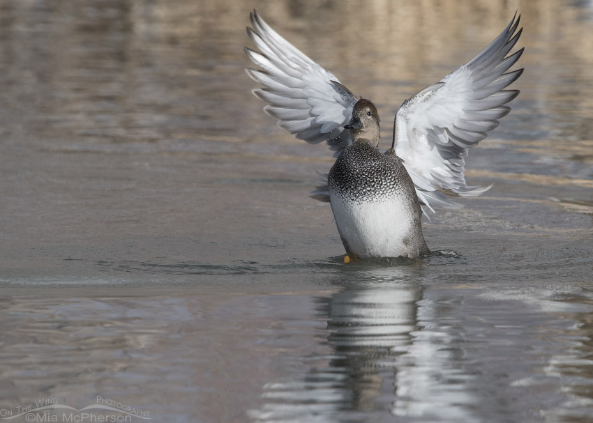 Drake Gadwall flapping his wings, Salt Lake County, Utah