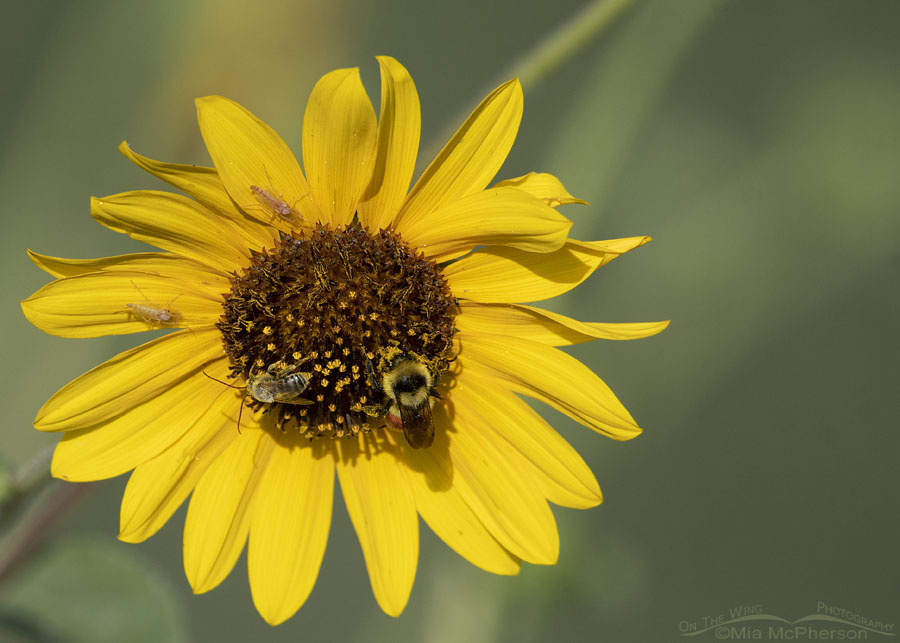 Common Sunflower, Great Basin Bumble Bee and Long-horned Bee, Bear River Migratory Bird Refuge, Box Elder County, Utah