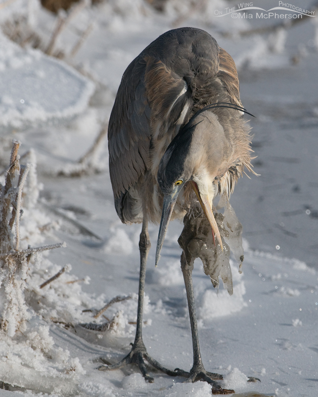Great Blue Heron trying to remove the ice from its breast at Farmington Bay WMA, Davis County, Utah