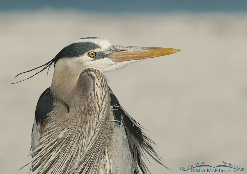 Great Blue Heron on a windy day, Fort De Soto County Park, Pinellas County, Florida
