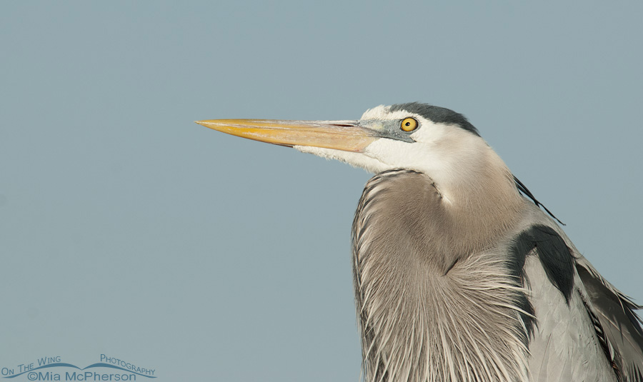 Calm Great Blue Heron with an eye on the sky, Fort De Soto County Park, Pinellas County, Florida