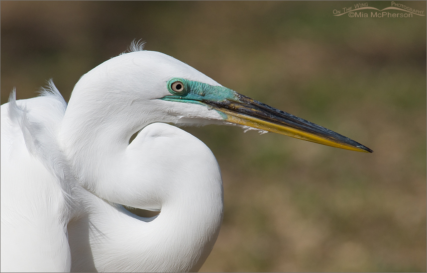 Portrait of a Great Egret in breeding plumage, Fort De Soto County Park, Pinellas County, Florida