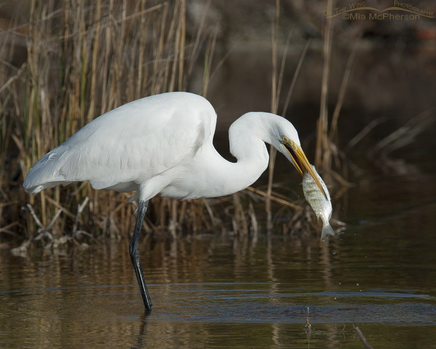 Great Egret with large fish, Fort De Soto County Park, Pinellas County, Florida