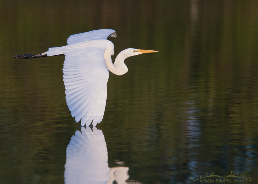 Great Egret in flight, Fort De Soto County Park, Pinellas County, Florida