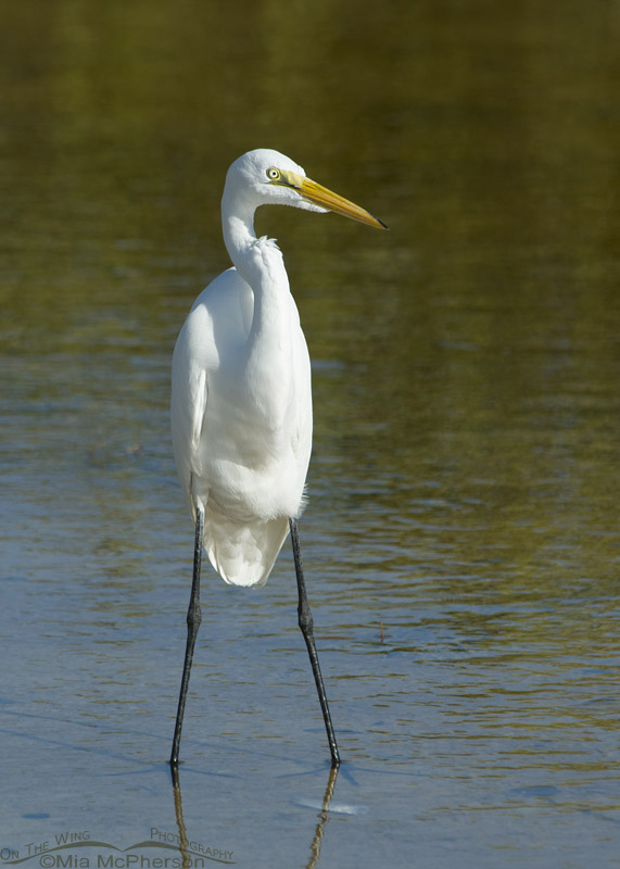 Great Egret standing tall, Fort De Soto County Park, Pinellas County, Florida