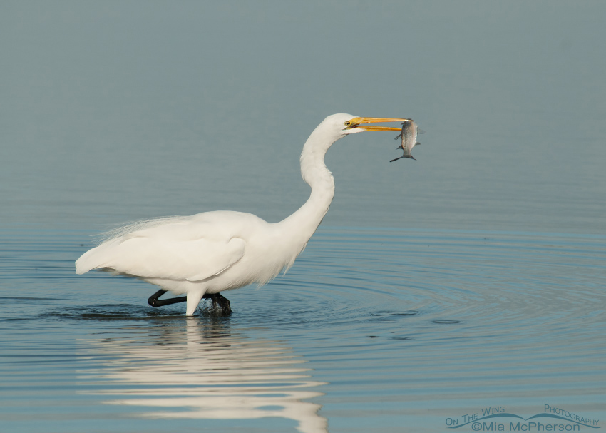 Great Egret with a Mullet, Fort De Soto County Park, Pinellas County, Florida