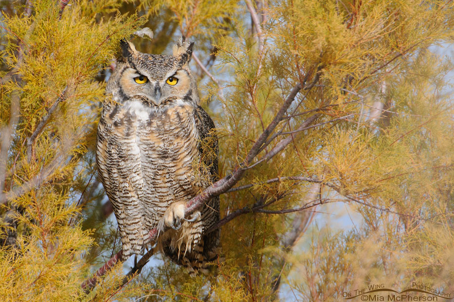 Great Horned Owl adult on Antelope Island State Park, Davis County, Utah