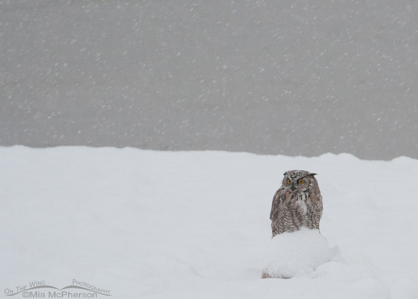 Great Horned Owl in a snow storm at Antelope Island State Park, Davis County, Utah