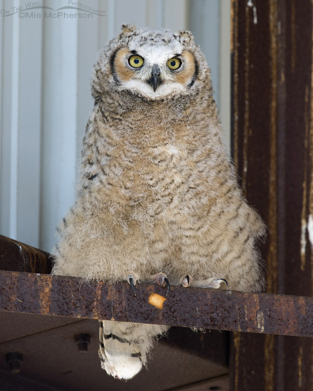 Great Horned Owl chick in a hay barn, Antelope Island State Park, Davis County, Utah