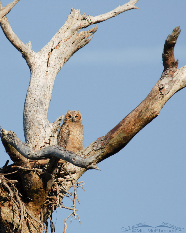 Great Horned Owl chick in a nest on Honeymoon Island State Park, Pinellas County, Florida