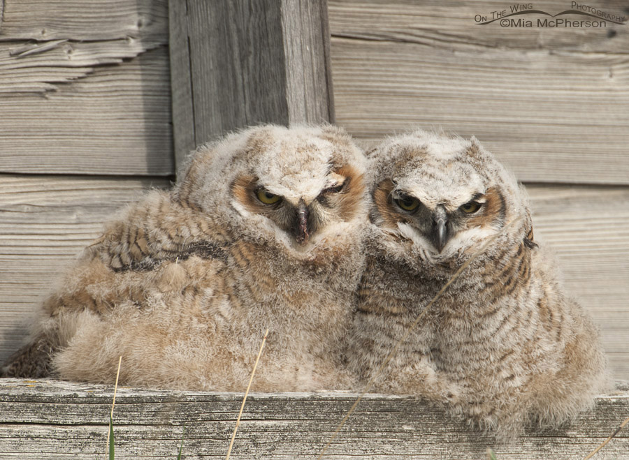Great Horned Owl chicks outside of a granary, Glacier County, Montana