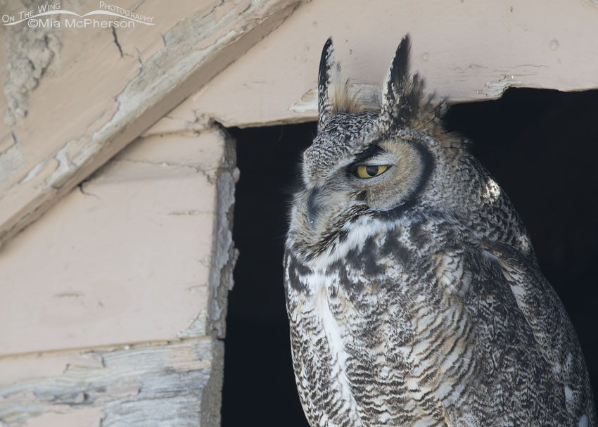 Great Horned Owl close up in northern Utah, Box Elder County