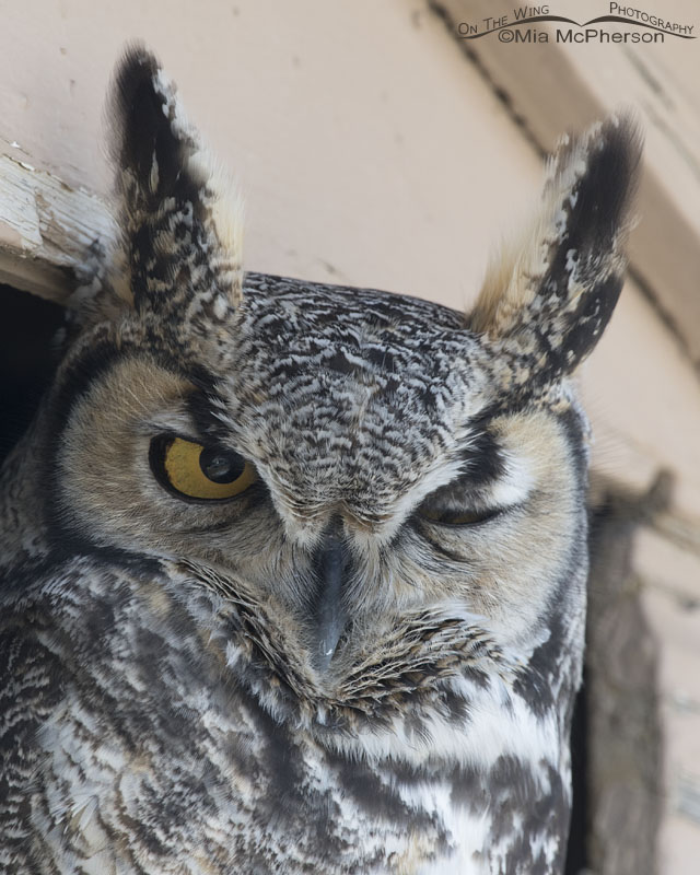 Blinking Great Horned Owl, Box Elder County, Utah