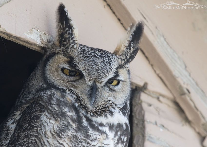 Sleepy Great Horned Owl, Box Elder County, Utah