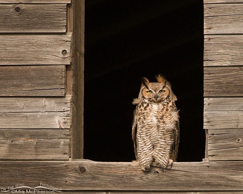 Female adult Great Horned Owl in a Montana granary window. Glacier County, Montana