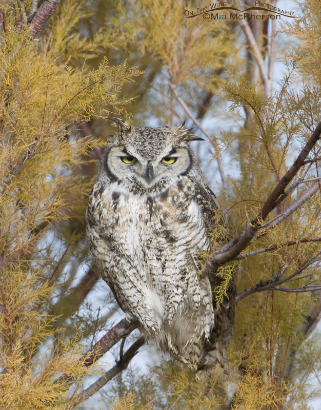 Great Horned Owl in Tamarisk with sleepy looking eyes, Antelope Island State Park, Davis County, Utah