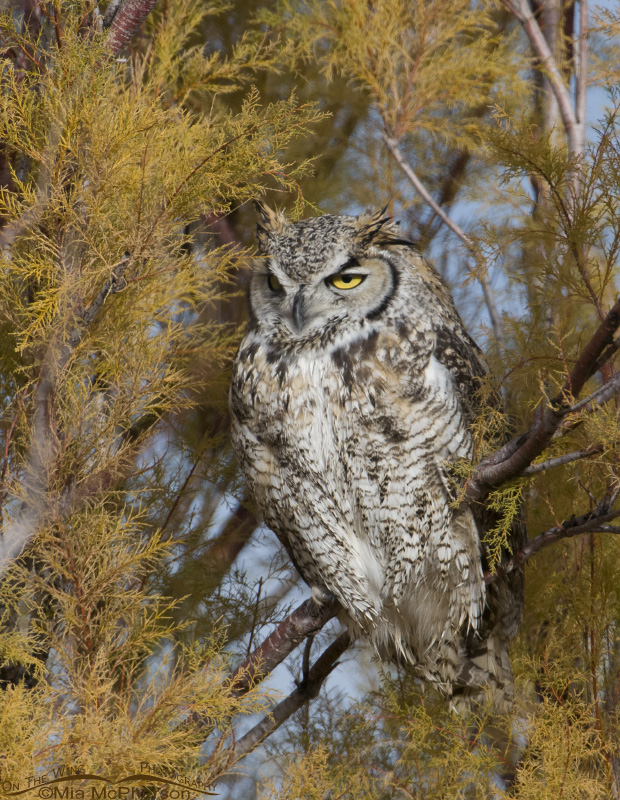 Great Horned Owl in Tamarisk facing to the left, Antelope Island State Park, Davis County, Utah