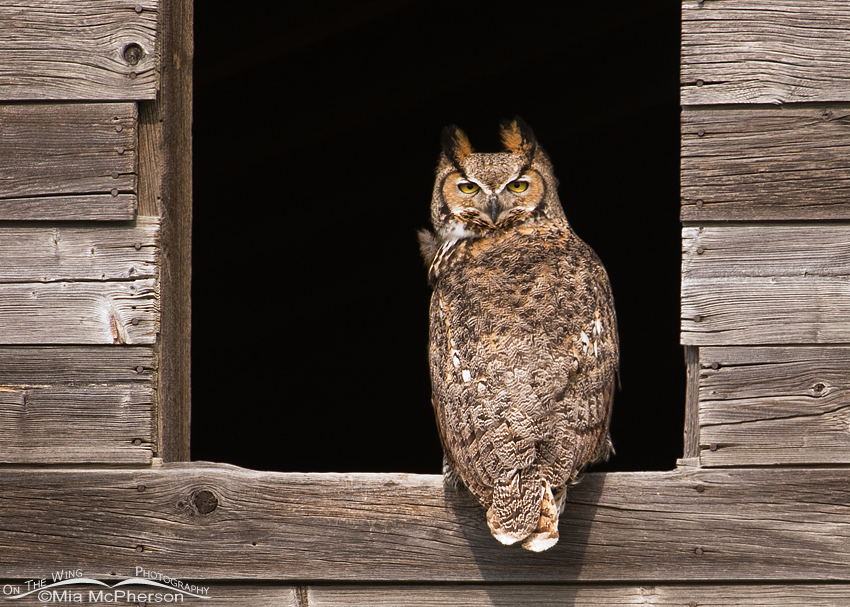 Female Great Horned Owl in Montana, Glacier County, Montana