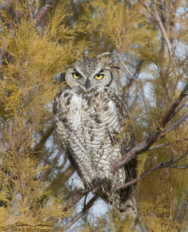 Great Horned Owl in Tamarisk looking right at me on Antelope Island State Park, Davis County, Utah