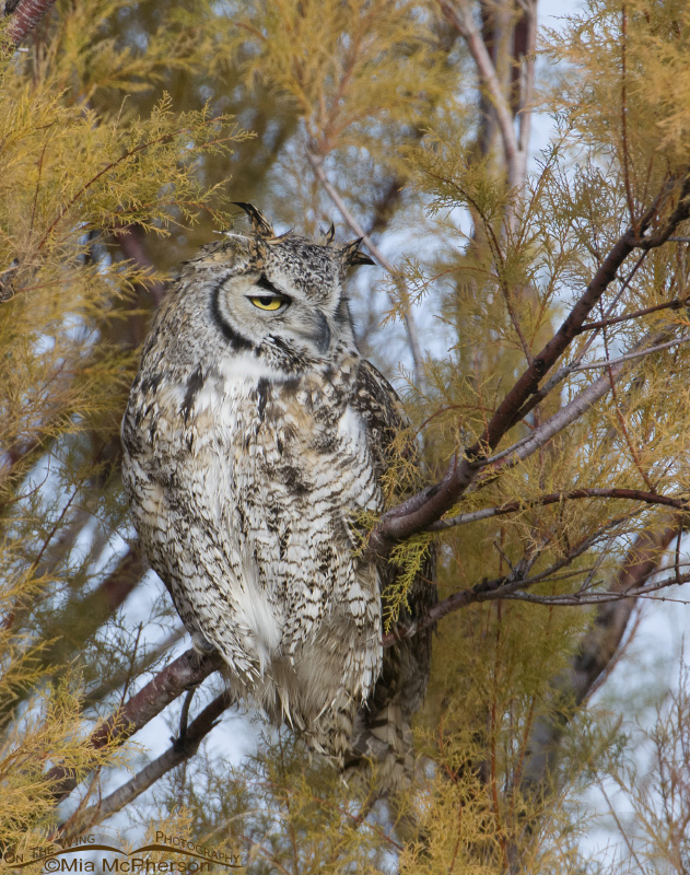 Adult Great Horned Owl in Tamarisk facing to the right, Antelope Island State Park, Davis County, Utah