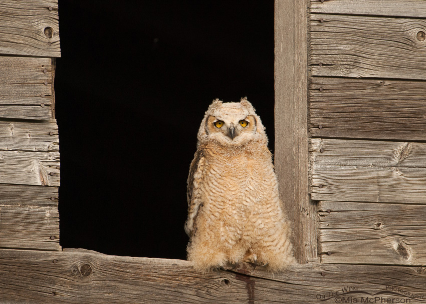Great Horned Owl fledgling and an old granary, Glacier County, Montana