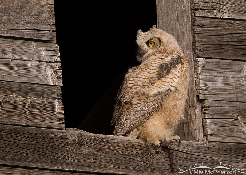 Great Horned Owl fledgling in Glacier County, Montana
