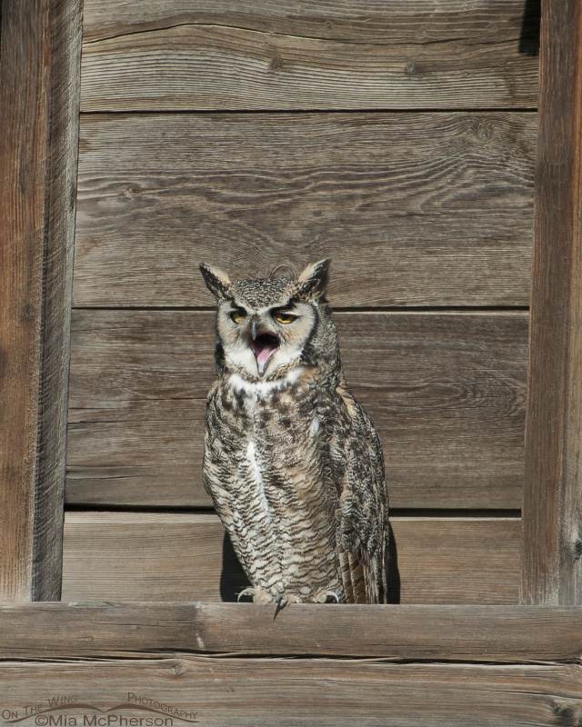 Male Great Horned Owl using gular fluttering to cool down, Glacier County, Montana