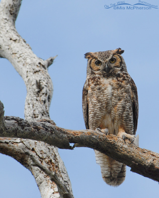 Great Horned Owl adult at the nest, Honeymoon Island State Park, Pinellas County, Florida