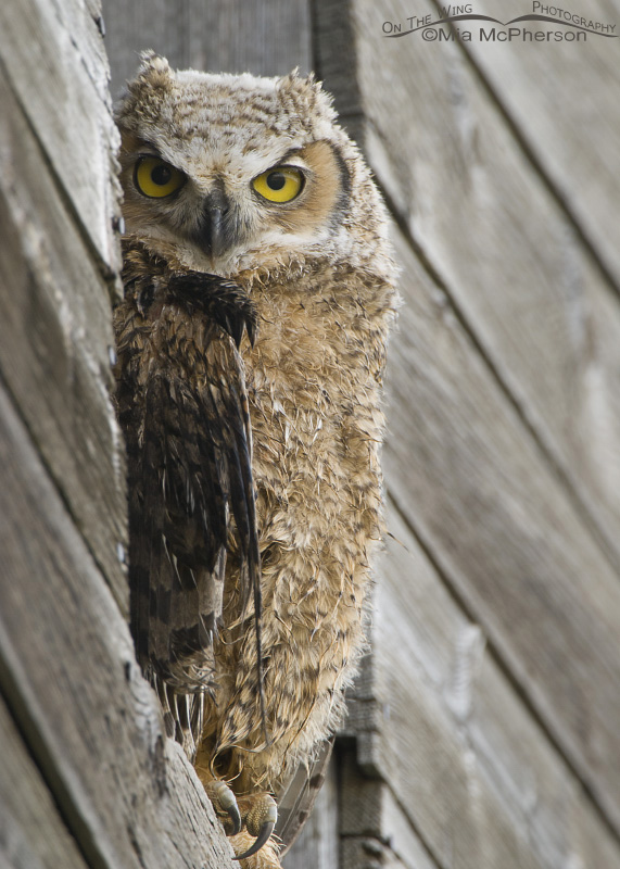 Injured juvenile Great Horned Owl, Glacier County, Montana