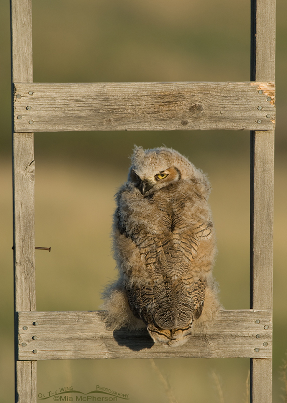 Great Horned Owl fledgling in Montana perched on an old ladder, Glacier County