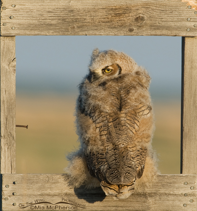 Montana Great Horned Owl juvenile, Glacier County, Montana
