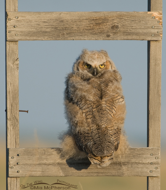 Young Great Horned Owl on old ladder, Glacier County, Montana