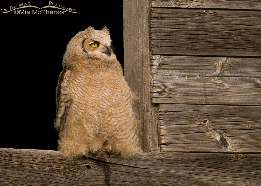 Great Horned Owl juvenile in granary window in Glacier County, Montana
