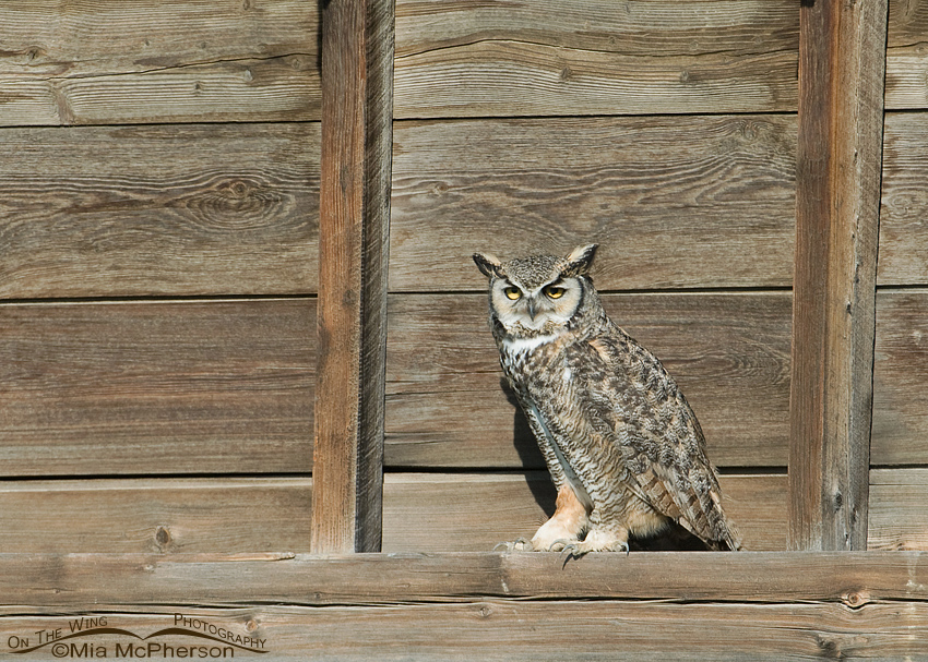Male Great Horned Owl in Montana roosting on an old granary. Glacier County