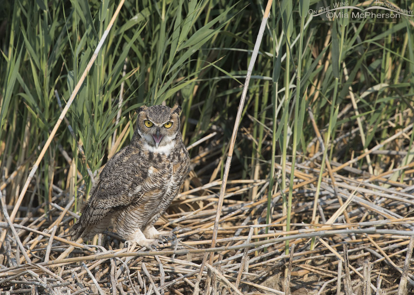 Great Horned Owl gular fluttering behavior, Bear River Migratory Bird Refuge, Box Elder County, Utah
