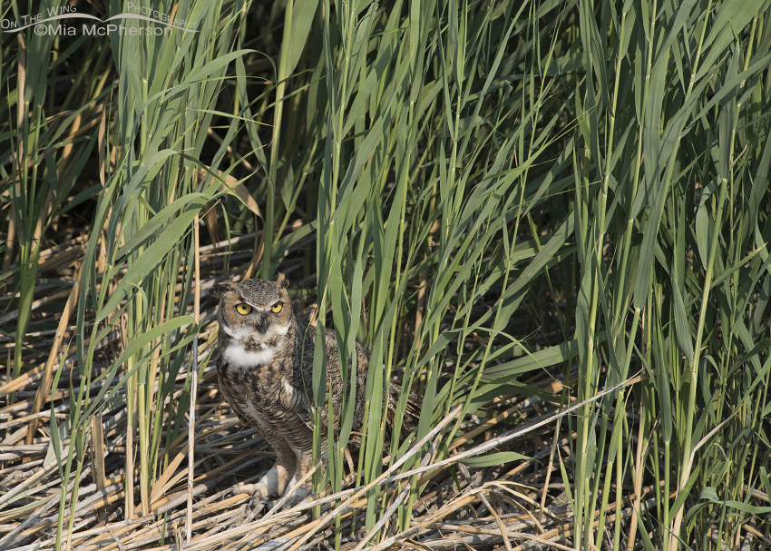 Bear River marsh and a Great Horned Owl, Bear River Migratory Bird Refuge, Box Elder County, Utah