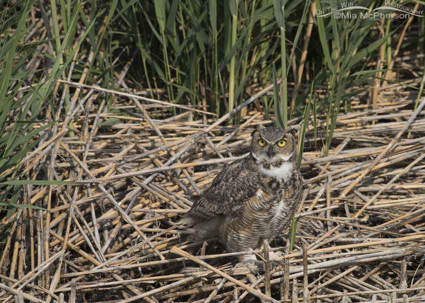 Great Horned Owl on a pile of phragmites, Bear River Migratory Bird Refuge, Box Elder County, Utah