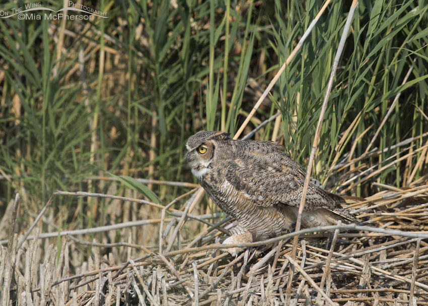 Great Horned Owl in the marsh at Bear River MBR, Bear River Migratory Bird Refuge, Box Elder County, Utah