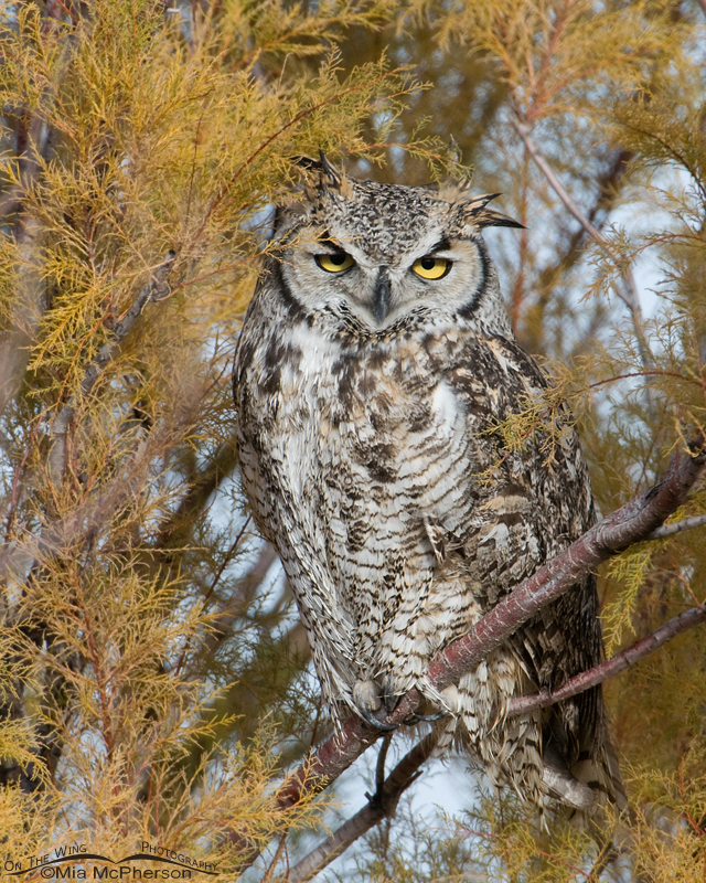 Female Great Horned Owl on Antelope Island State Park, Davis County, Utah