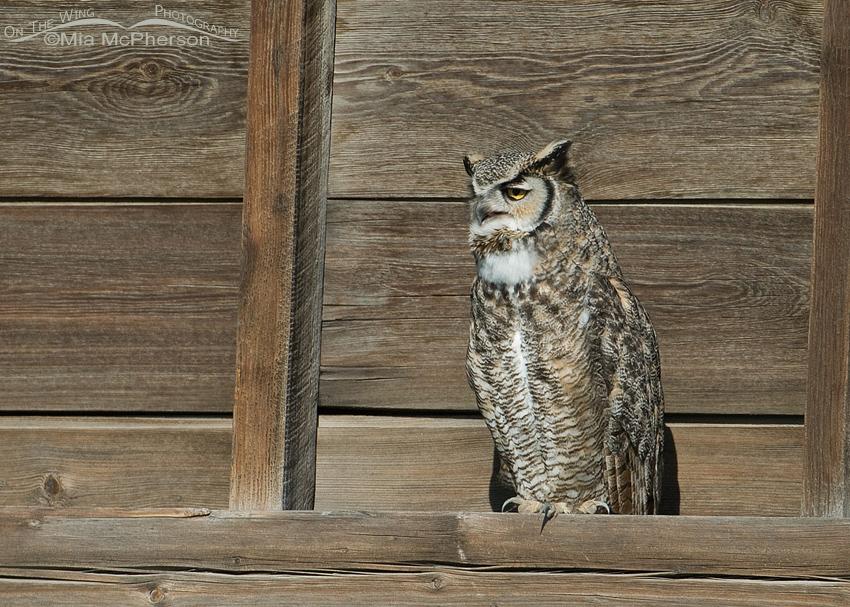 Great Horned Owl warming in the Montana sun, Glacier County