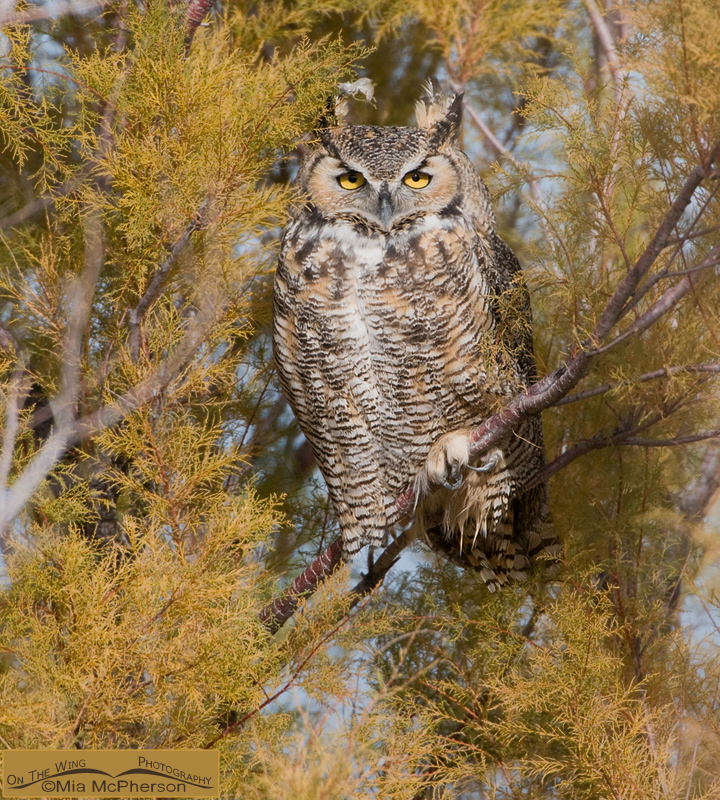 Great Horned Owl perched in a Tamarisk, Antelope Island State Park, Davis County, Utah