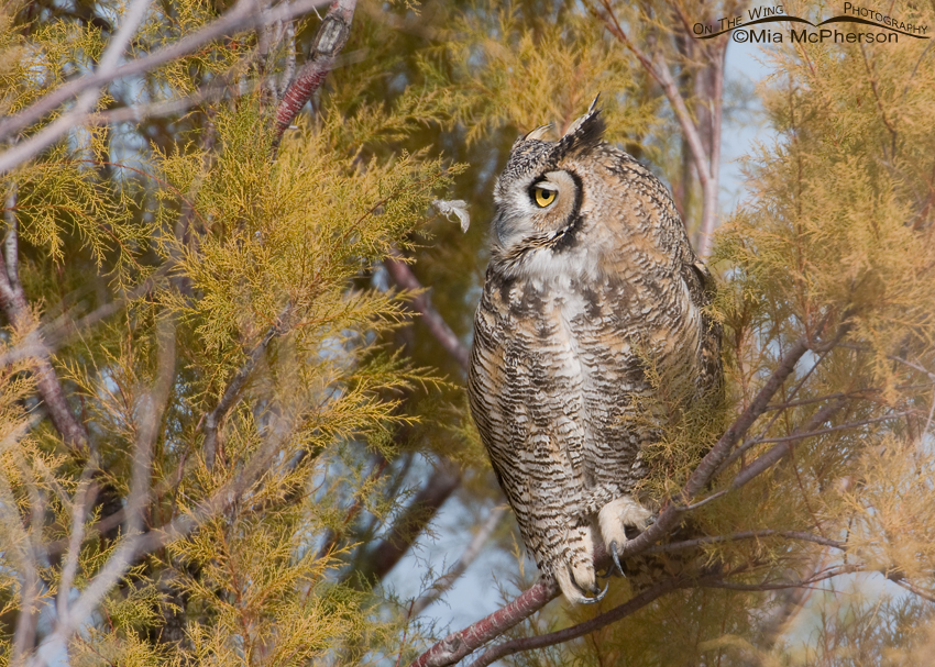 Great Horned Owl (Bubo virginianus) adult, Antelope Island State Park, Davis County, Utah