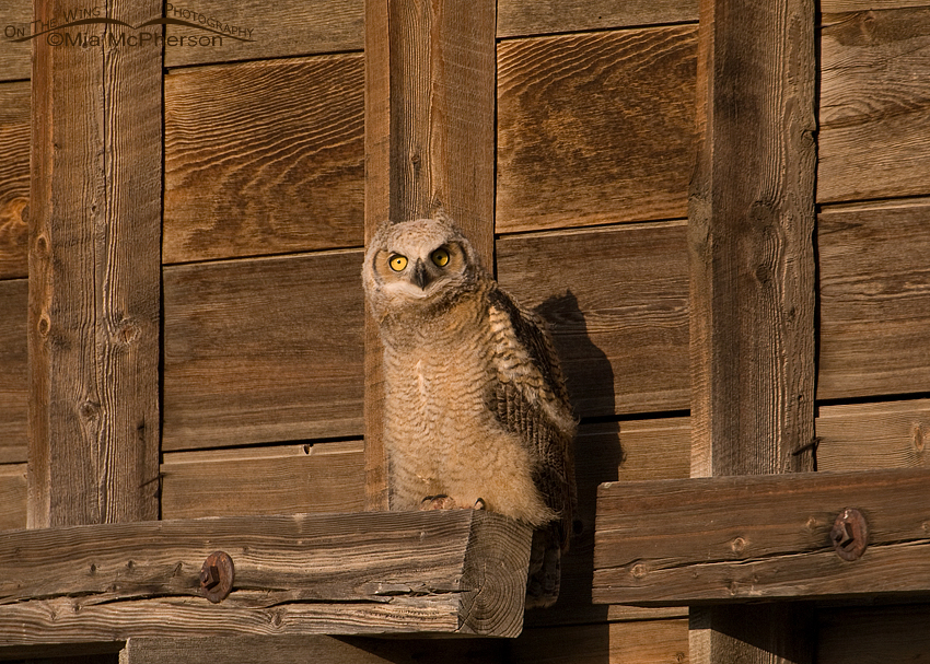 Early morning juvenile Great Horned Owl perched on an old granary, Glacier County, Montana