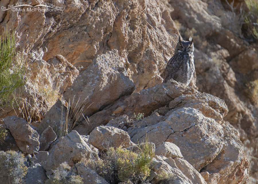 Great Horned Owl in a desert, Mt. Moriah Wilderness Area, White Pine County, Nevada