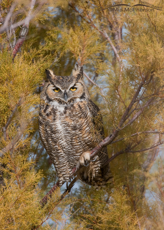 Great Horned Owl - November 11, 2011 on Antelope Island State Park, Davis County, Utah