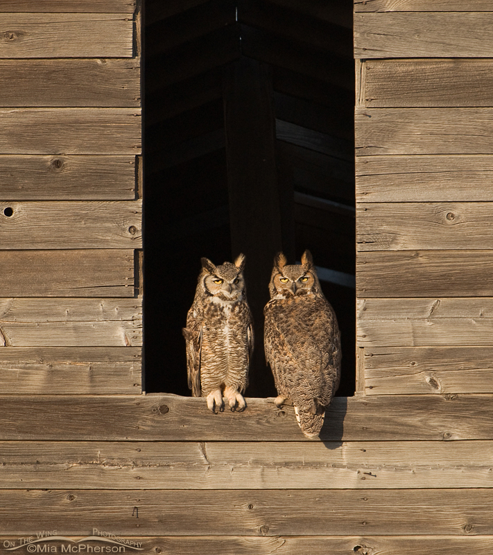 Great Horned Owls in a granary in northern Montana, Glacier County