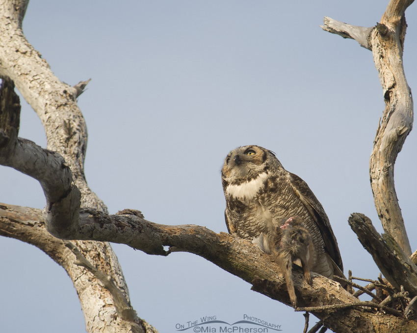 Great Horned Owl with dinner for the fledgling, Pinellas County, Florida