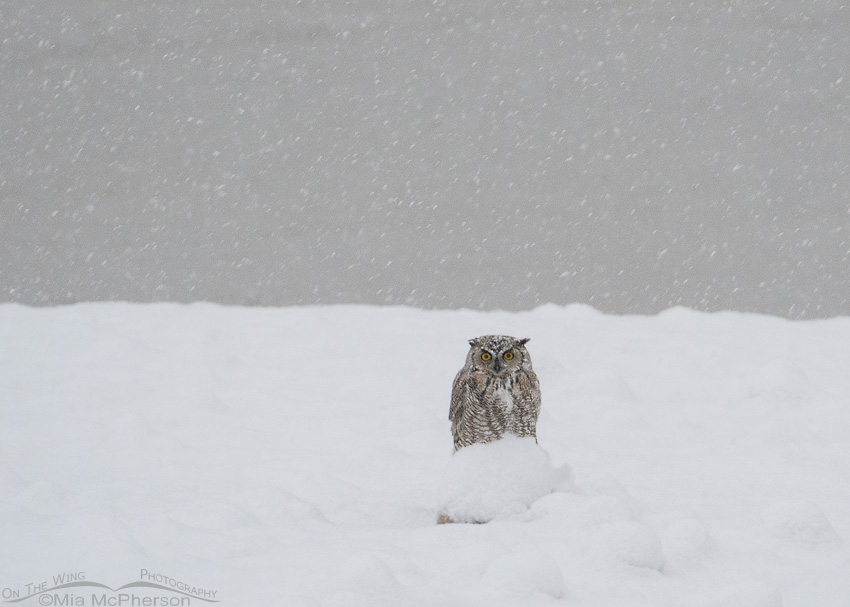 Great Horned Owl in a blizzard, Antelope Island State Park, Utah
