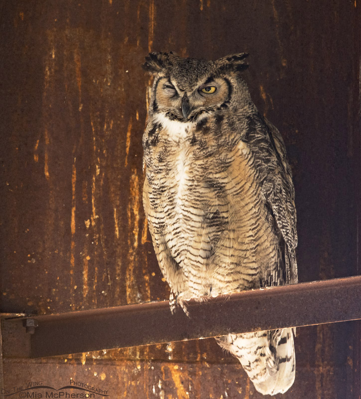 Winking Great Horned Owl, Antelope Island State Park, Davis County, Utah